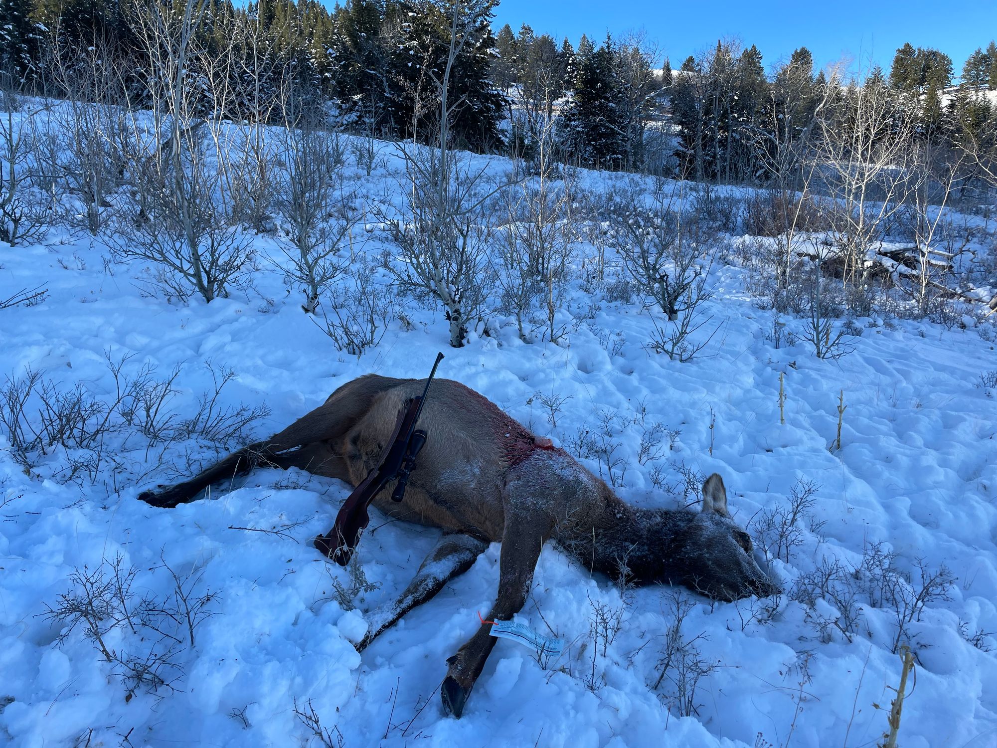 Jackson Hole Elk Hunt – Nat'l Elk Refuge