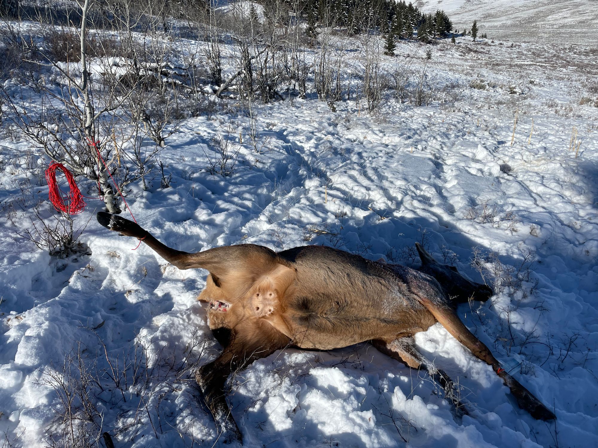 Jackson Hole Elk Hunt – Nat'l Elk Refuge