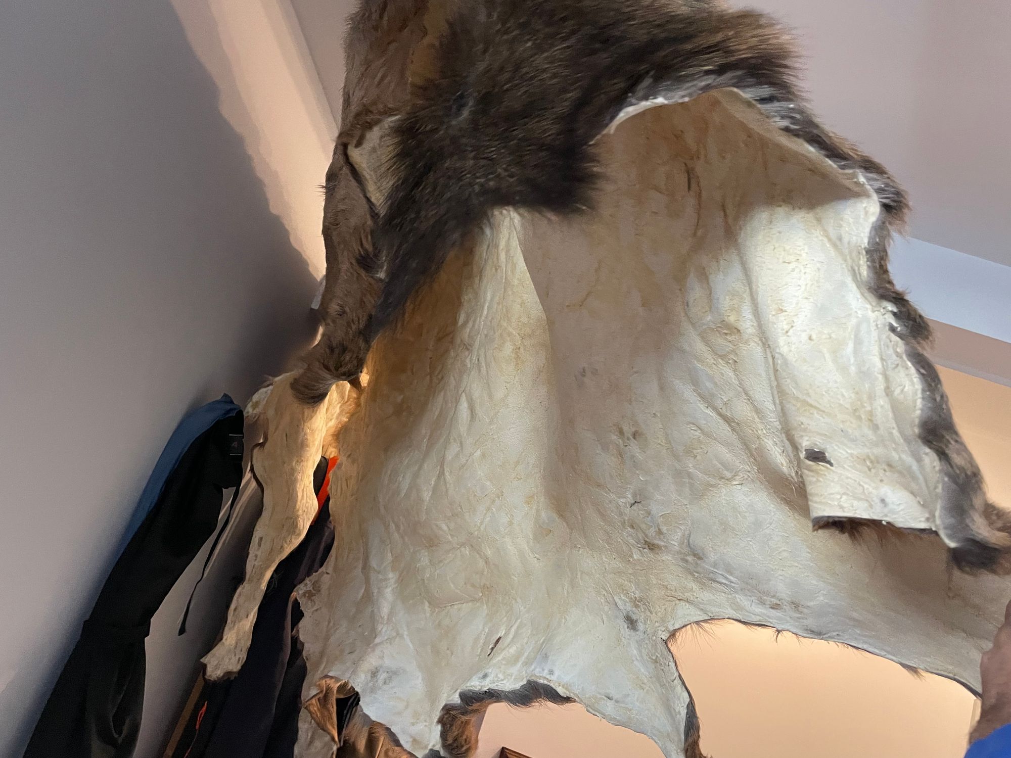 How to Tan an Elk Hide with Hair-on