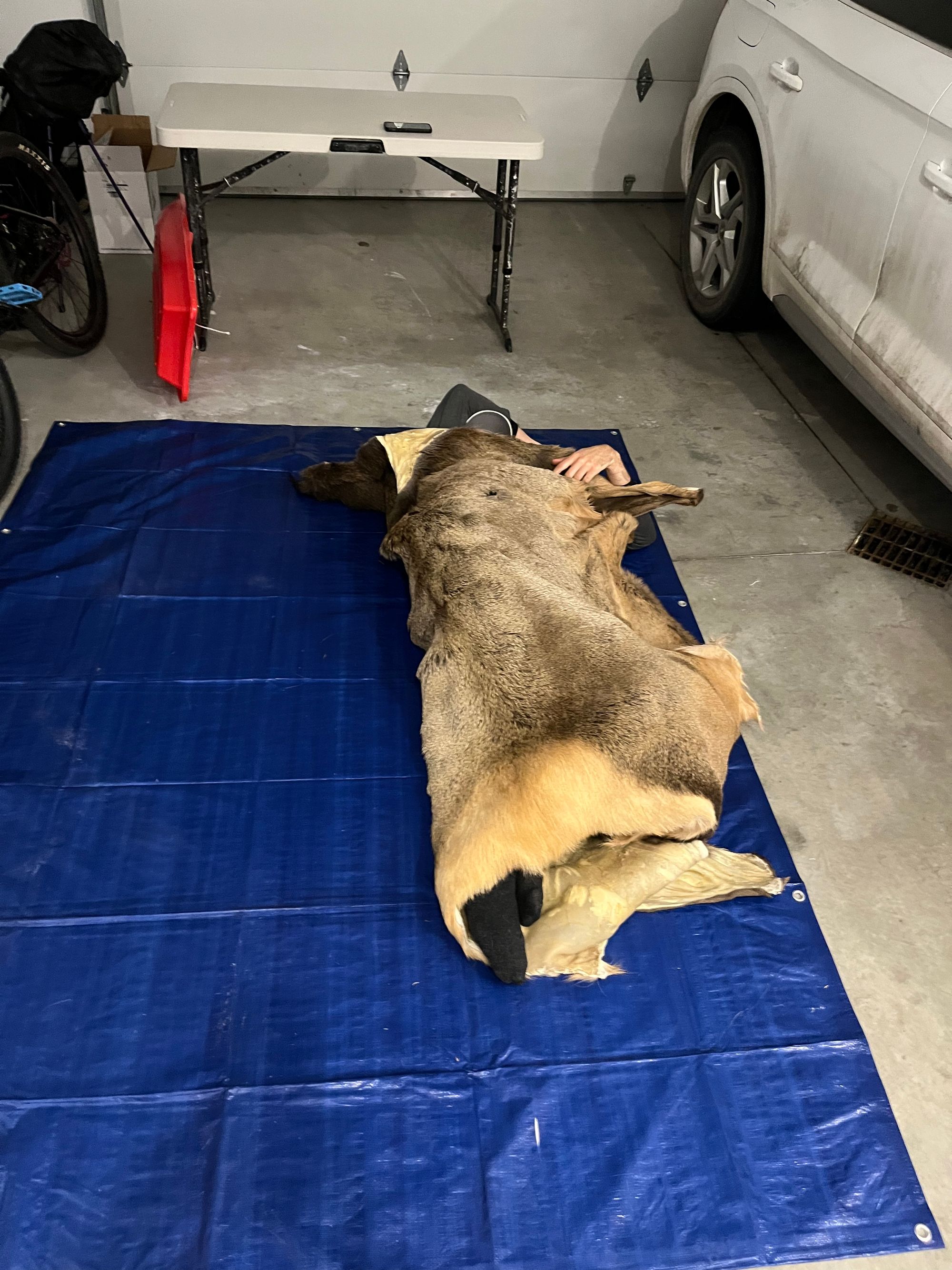 How to Tan an Elk Hide with Hair-on