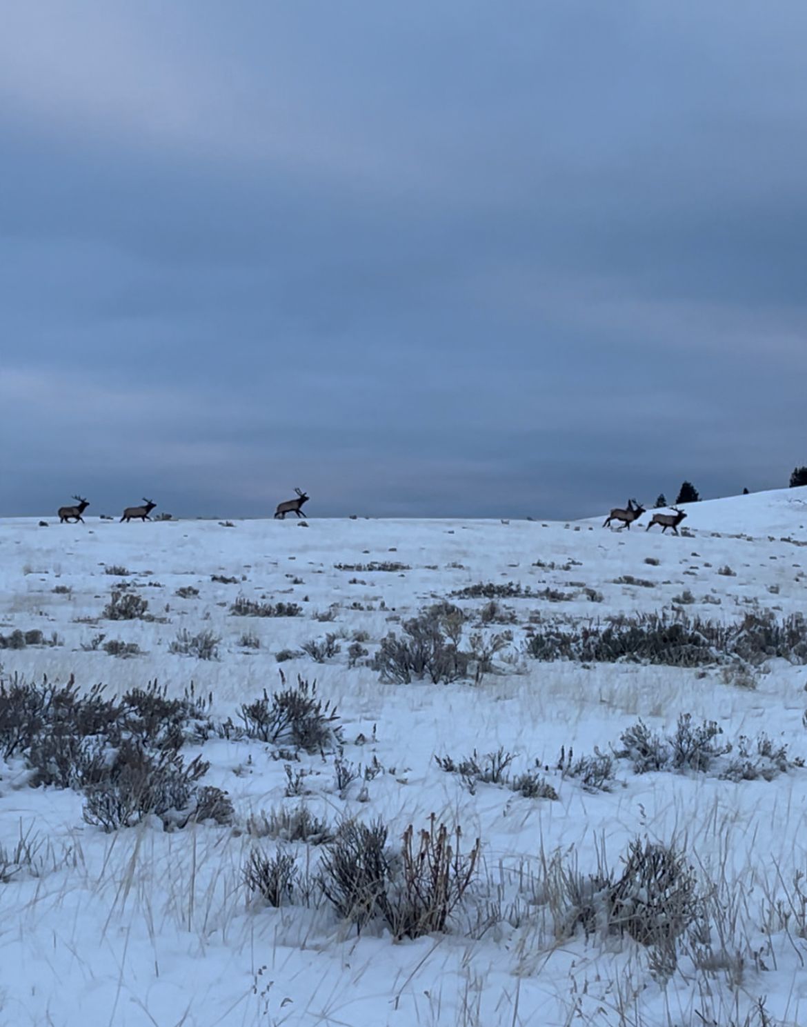 Jackson Hole Elk Hunt – Nat'l Elk Refuge