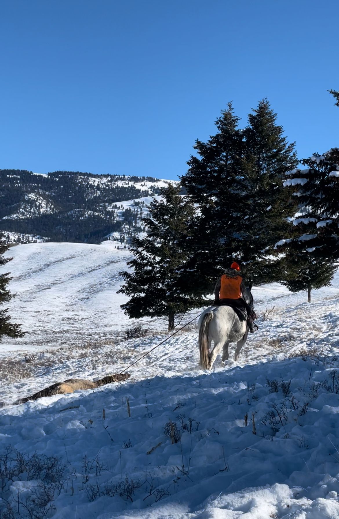 Jackson Hole Elk Hunt – Nat'l Elk Refuge