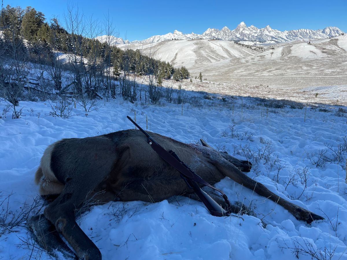Jackson Hole Elk Hunt